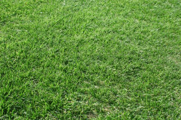 Beautiful green grass