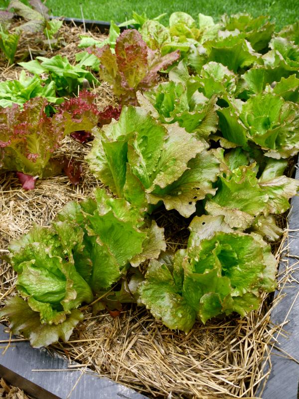 Beautiful homegrown lettuce
