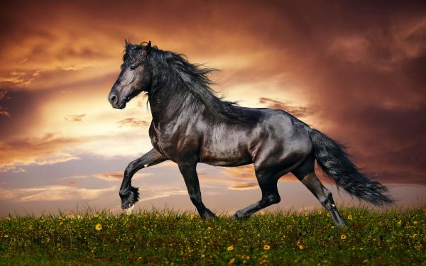 Beautiful horse