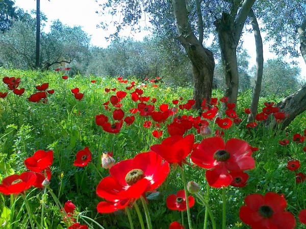 Beautiful natural flower