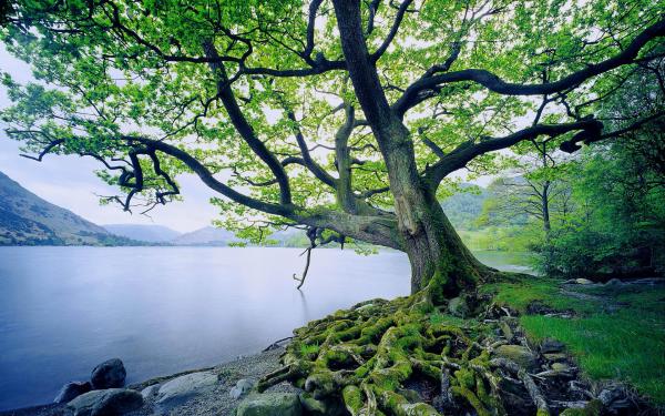 Beautiful Oak Tree