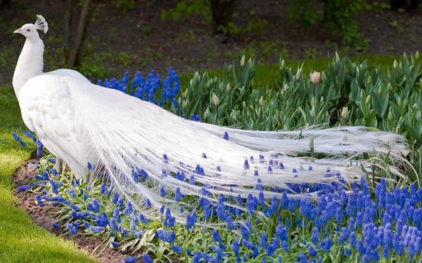 White peacock bird