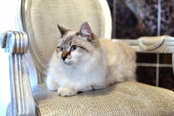 Beautiful Persian Cat
