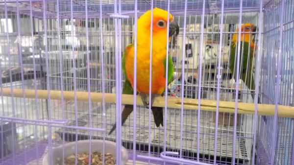 Beautiful Pet Parrot