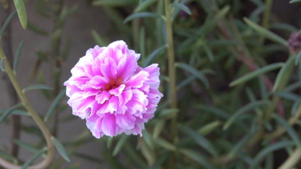 Beautiful pink flower