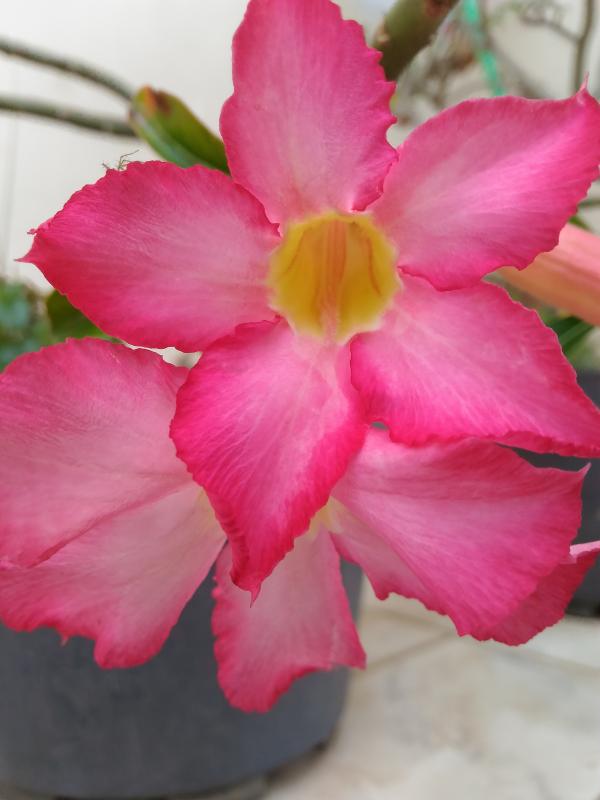 Beautiful Pink Flower