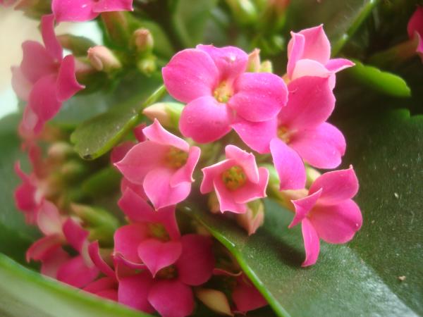 Beautiful pink flower