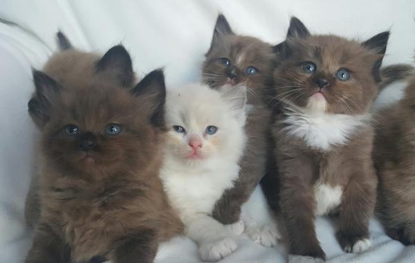 Beautiful Ragdoll Kitten