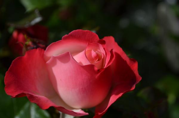 Beautiful red flower