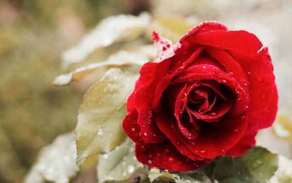 Beautiful red rose