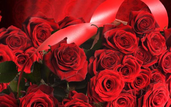 Beautiful Red Rose