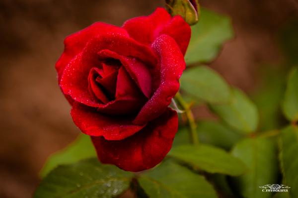 Beautiful Red Rose