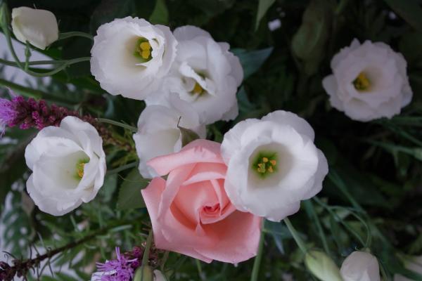 Beautiful Roses