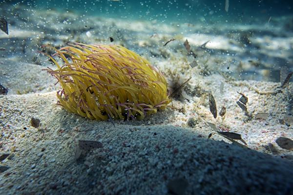 Beautiful sea  creature