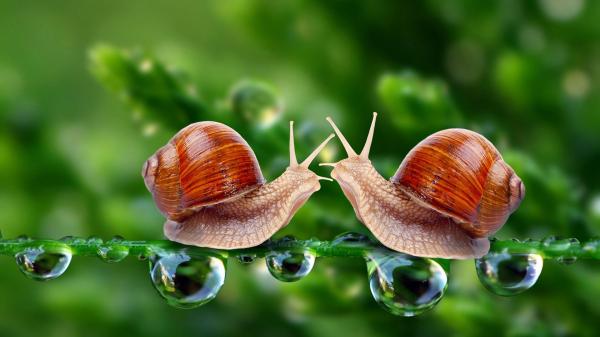 Beautiful snail