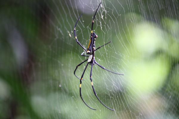 Beautiful spider