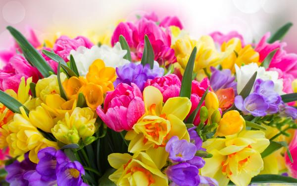 Beautiful Spring Flowers