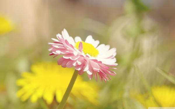 Beautiful summer flower