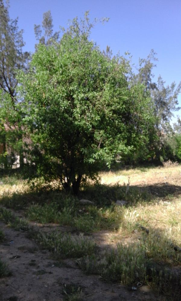 Beautiful tree