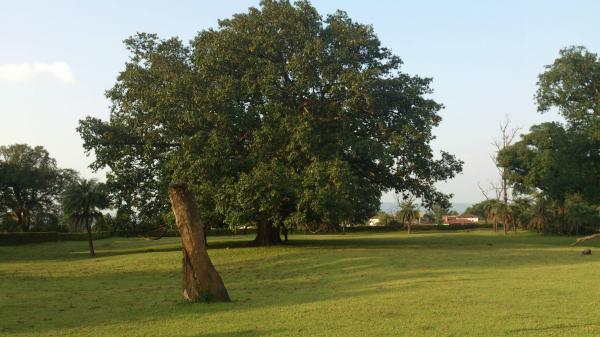 Beautiful Tree in Golf course