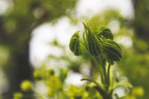 Beautiful unusual green plant