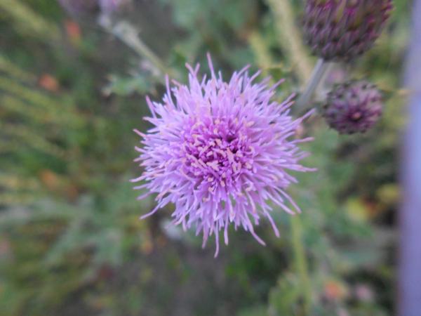 Beautiful Wildflowers