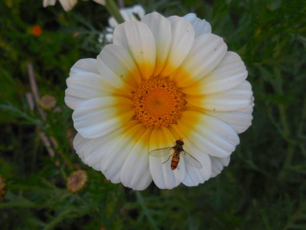 Beautiful Wildflowers