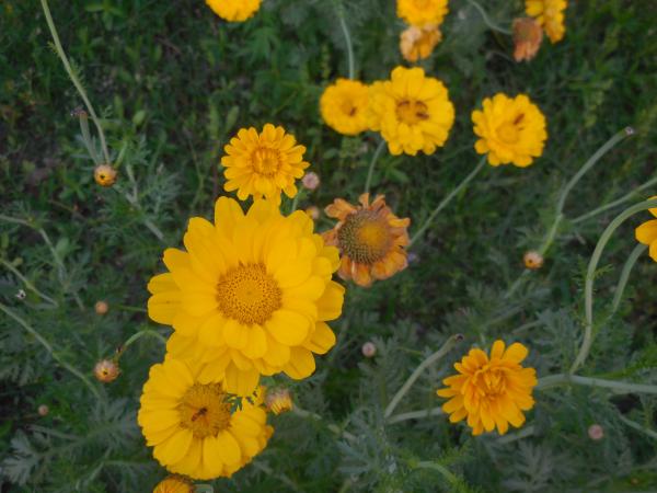 Beautiful Wildflowers