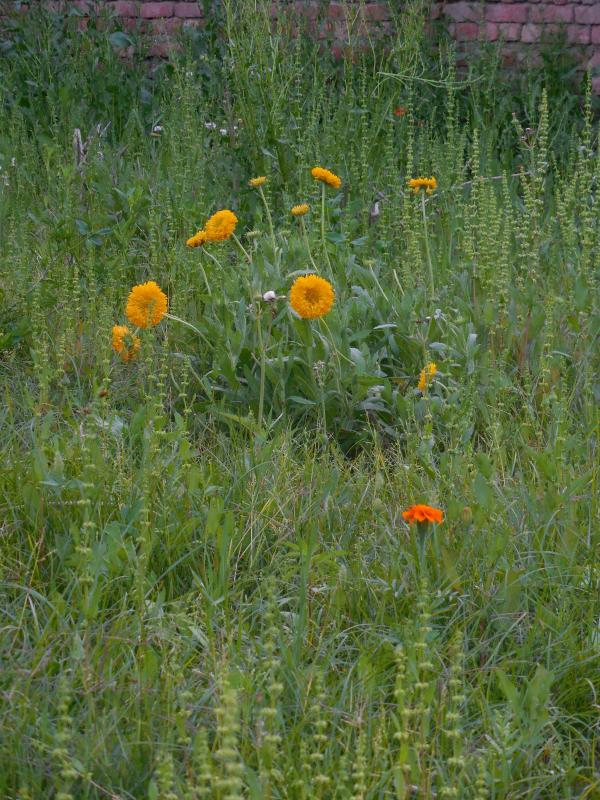 Beautiful Wildflowers