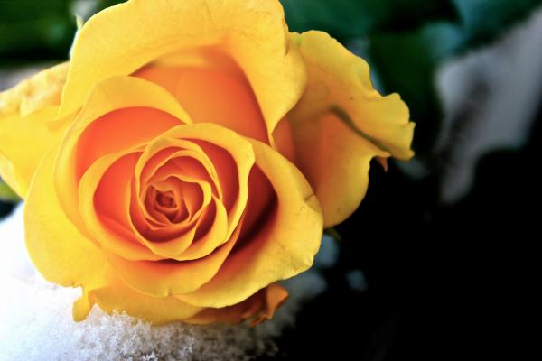 Beautiful Yellow Flower