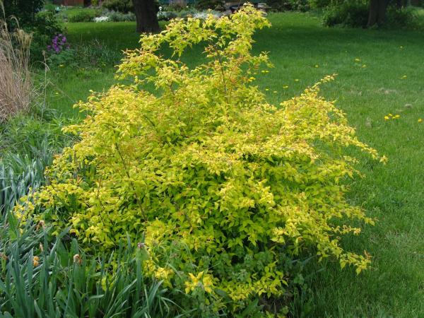 Beauty bush