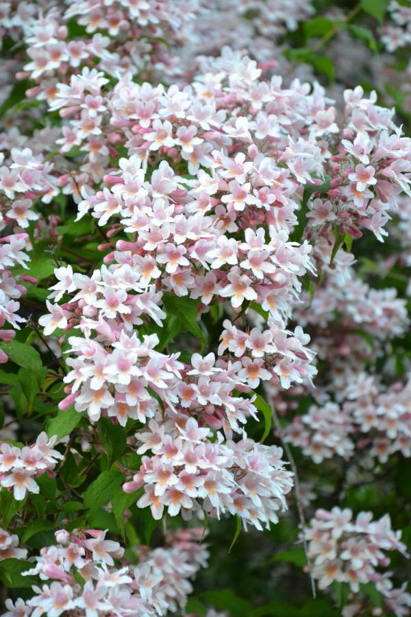 Beauty bush in bloom