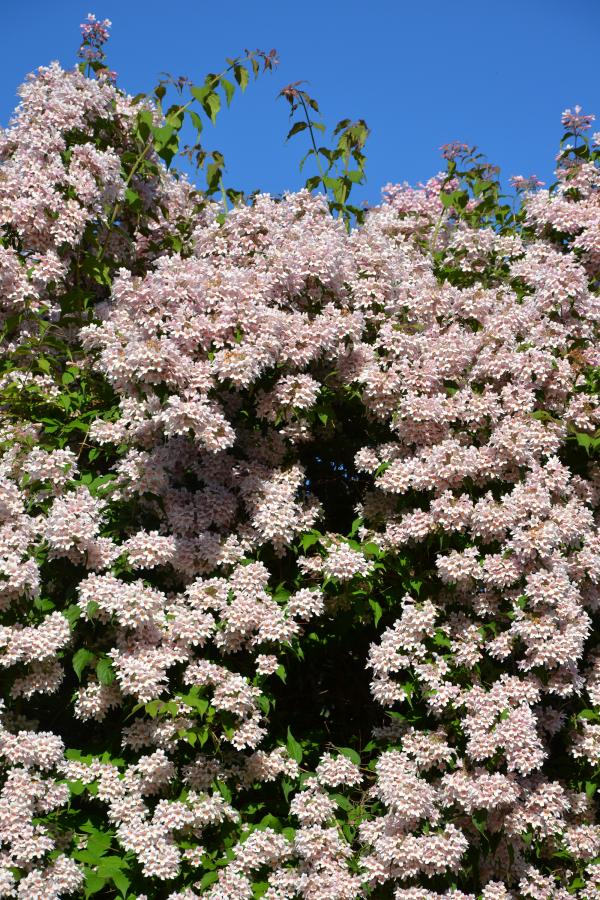 Beauty bush - Linnaea