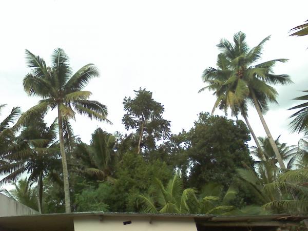 Beauty of kerala