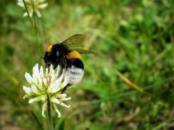 Bee