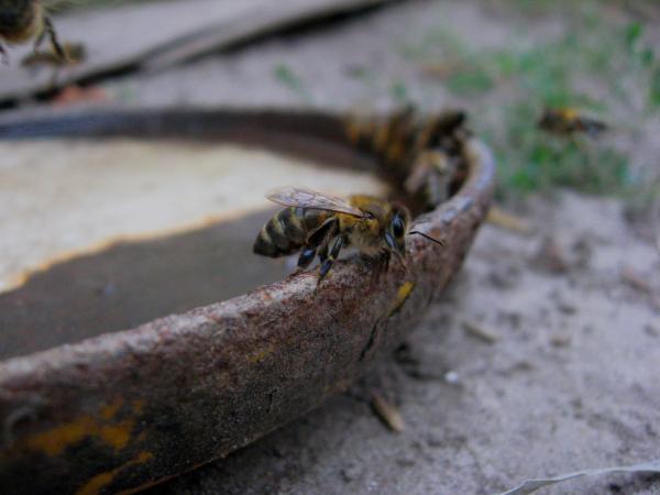 Bee