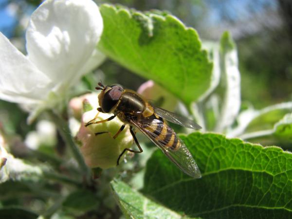 Bee