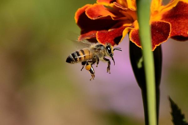 Bee and flower