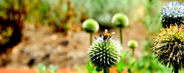 Bee and the flower