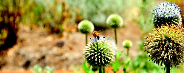 Bee and the flower