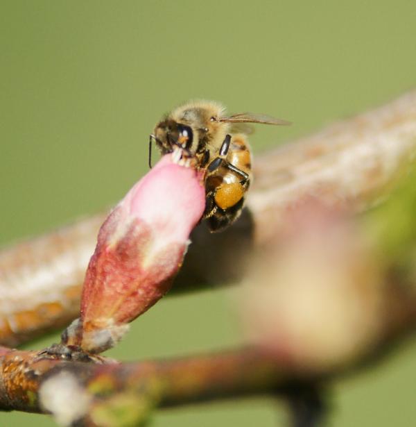 Bee and the flower