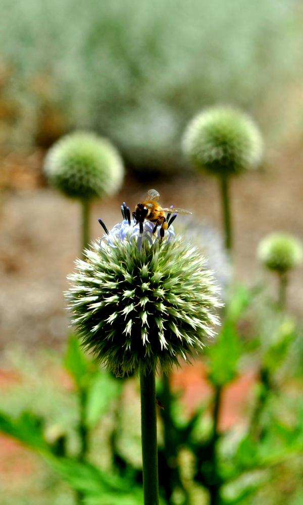 Bee and the flower
