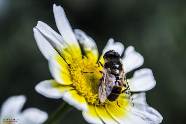 Bee at work