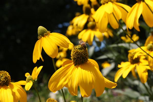 Bee on Flower