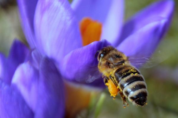 Bee in the Garden