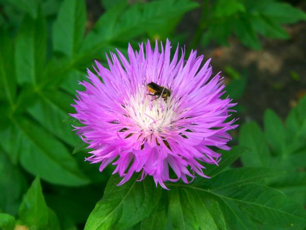 Bee-ing