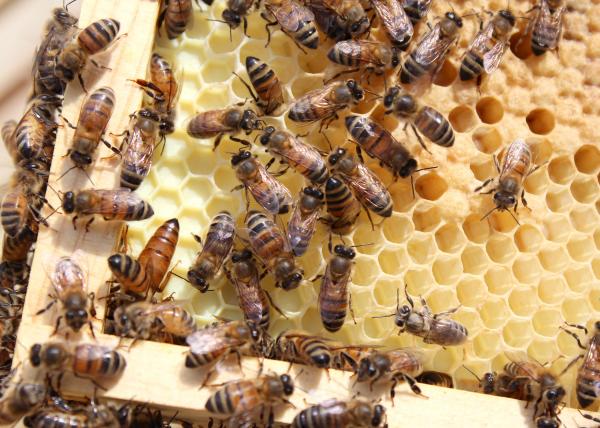 Bee near beehive