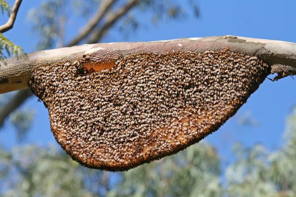 Beehive