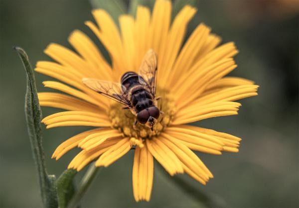 Bee on a flower