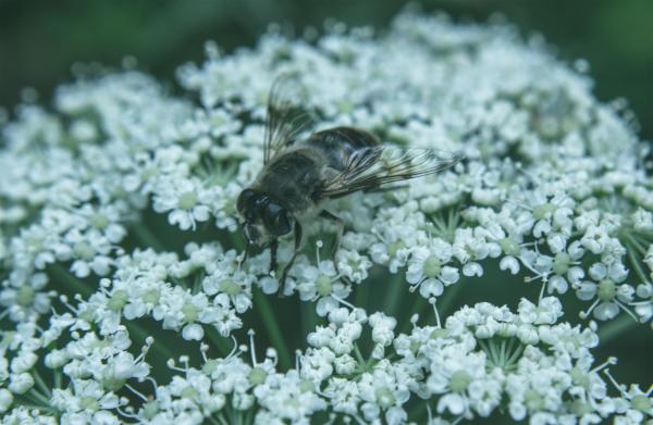 Bee on a white flower